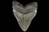 Serrated, Megalodon Tooth - Collector Specimen! #73833-2